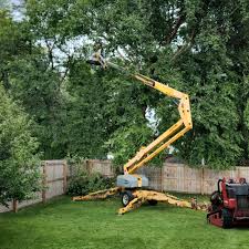 Best Tree Removal Services  in Malta, IL